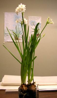 Paperwhite flower