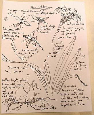 Detailed instructions on painting a paperwhite flower