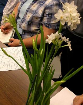 Paperwhite stems