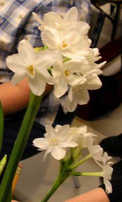 Flowers of the paperwhite