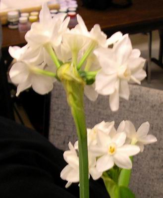 Paperwhite calyx and sepals