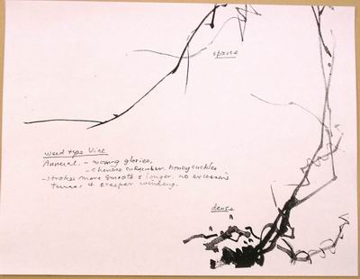 Instructions on how to create the younger, annual vine