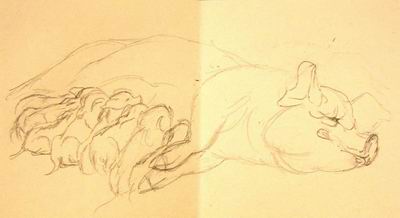 Dry brush sketch of nursing piglets